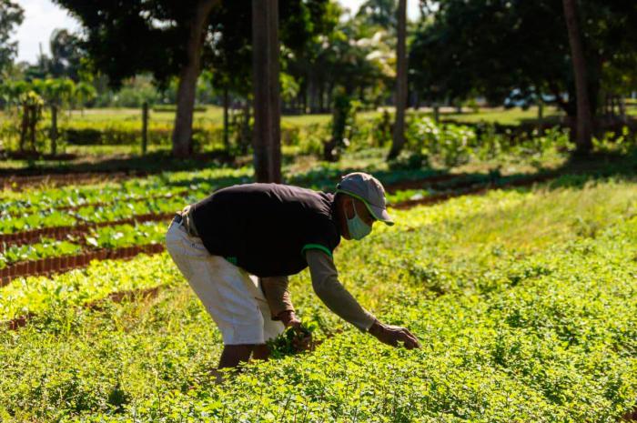 HabanaAgricultura