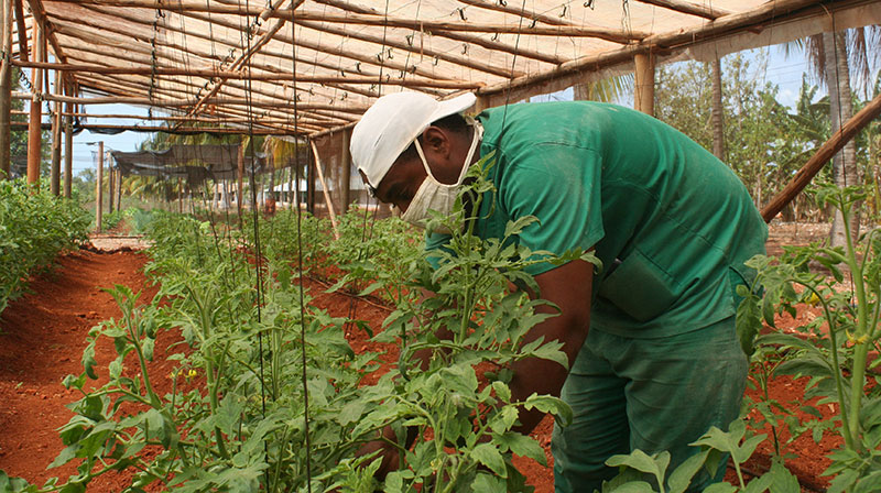 AgriculturaCuba