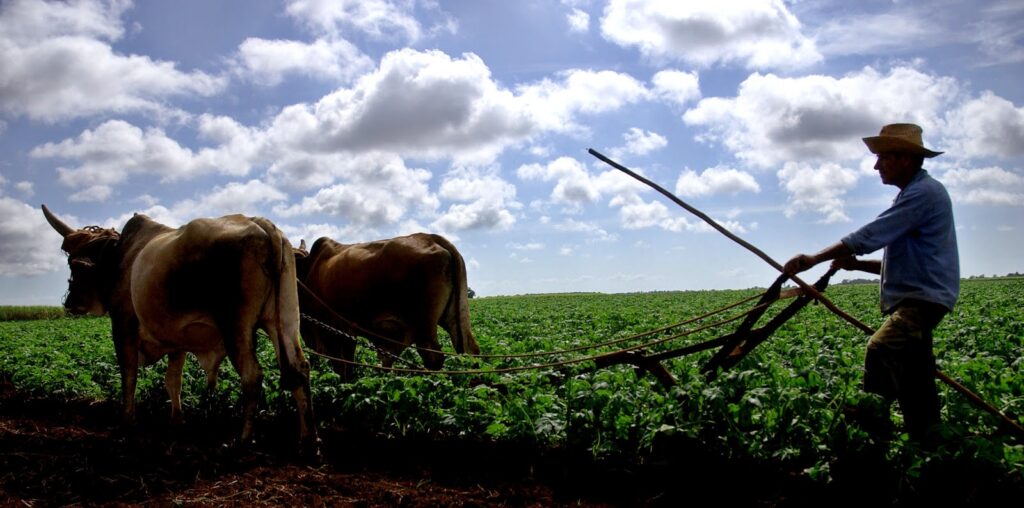 Campesino